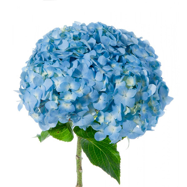 Flores naturalmente azuis para decoração de casamento