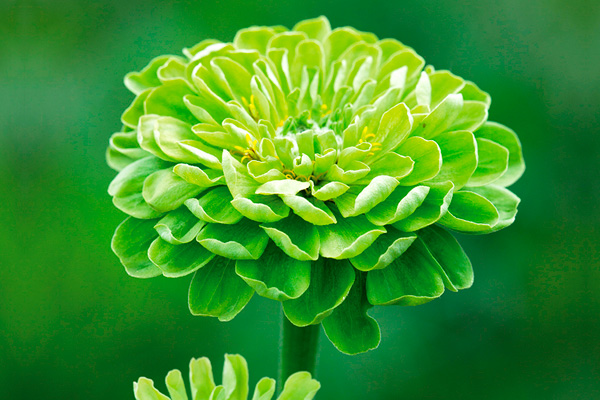 Flores verdes para decoração de casamento