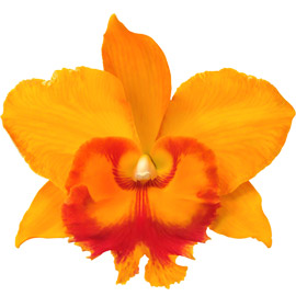 Orquídea laranja